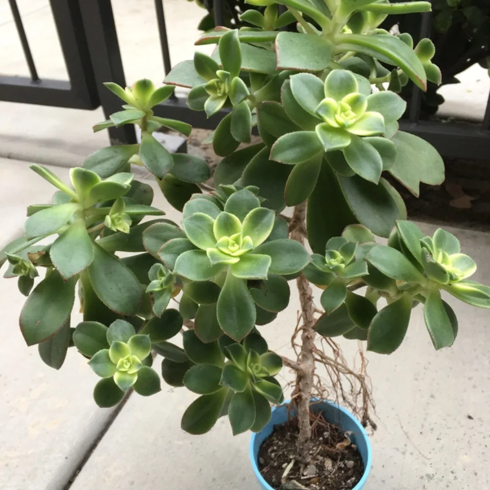 Kiwi Succulents Plant 🪴